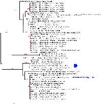 Rhodocollybia maculata image