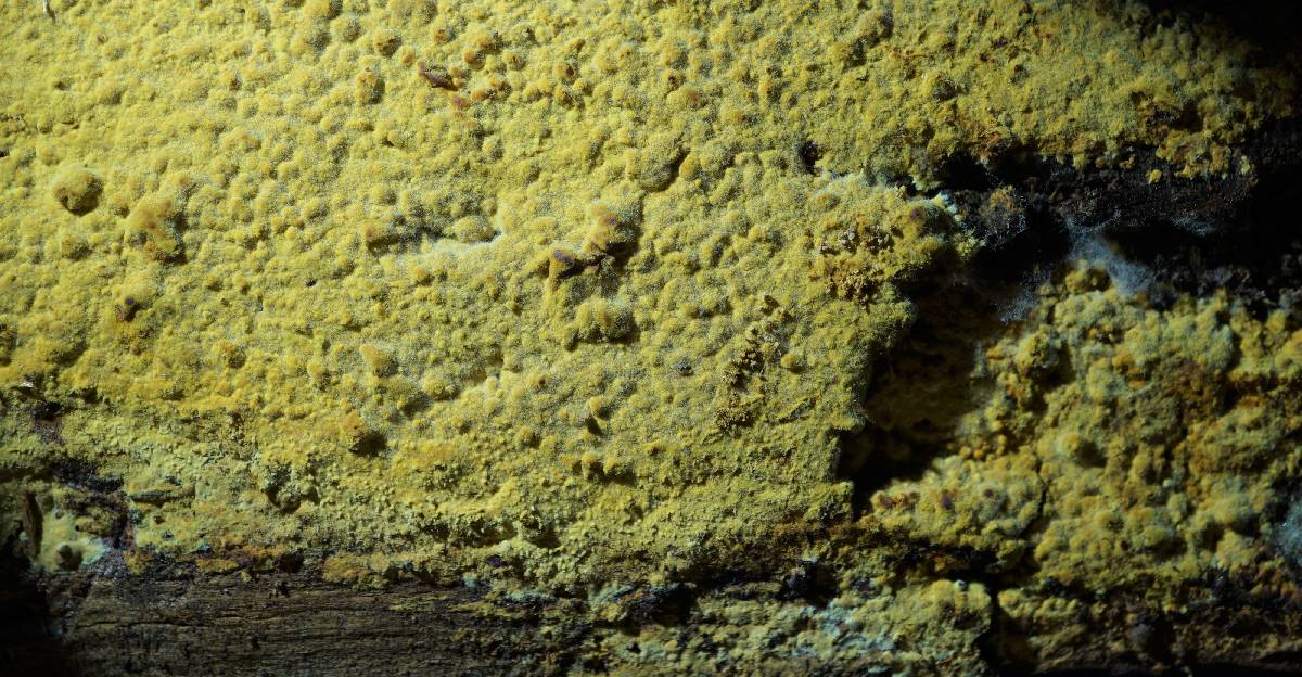 Crustoderma dryinum image