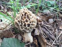 Morchella americana image