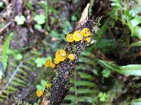 Guepiniopsis alpina image