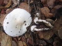 Hygrophorus eburneus image