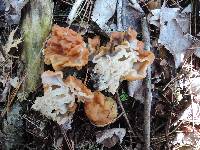 Gyromitra korfii image