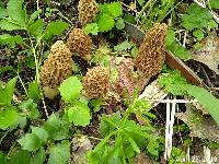 Morchella americana image