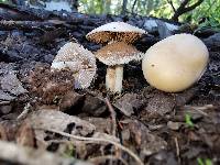 Hebeloma crustuliniforme image