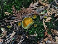 Caloscypha fulgens image