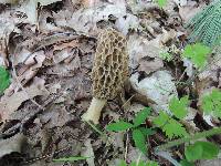 Morchella americana image