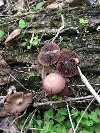 Psathyrella bipellis image