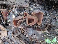 Peziza phyllogena image