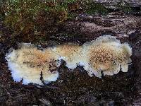 Merulius tremellosus image