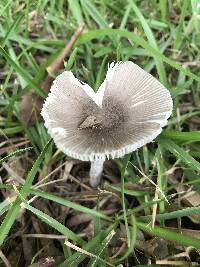Amanita sect. Vaginatae image