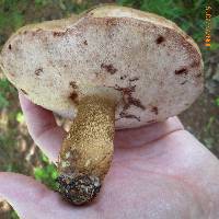 Tylopilus felleus image