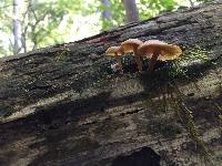 Callistosporium luteo-olivaceum image