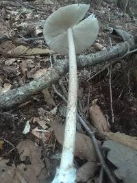 Amanita magna image