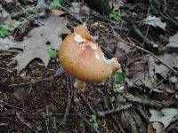 Amanita amerifulva image