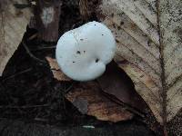 Clitopilus prunulus image