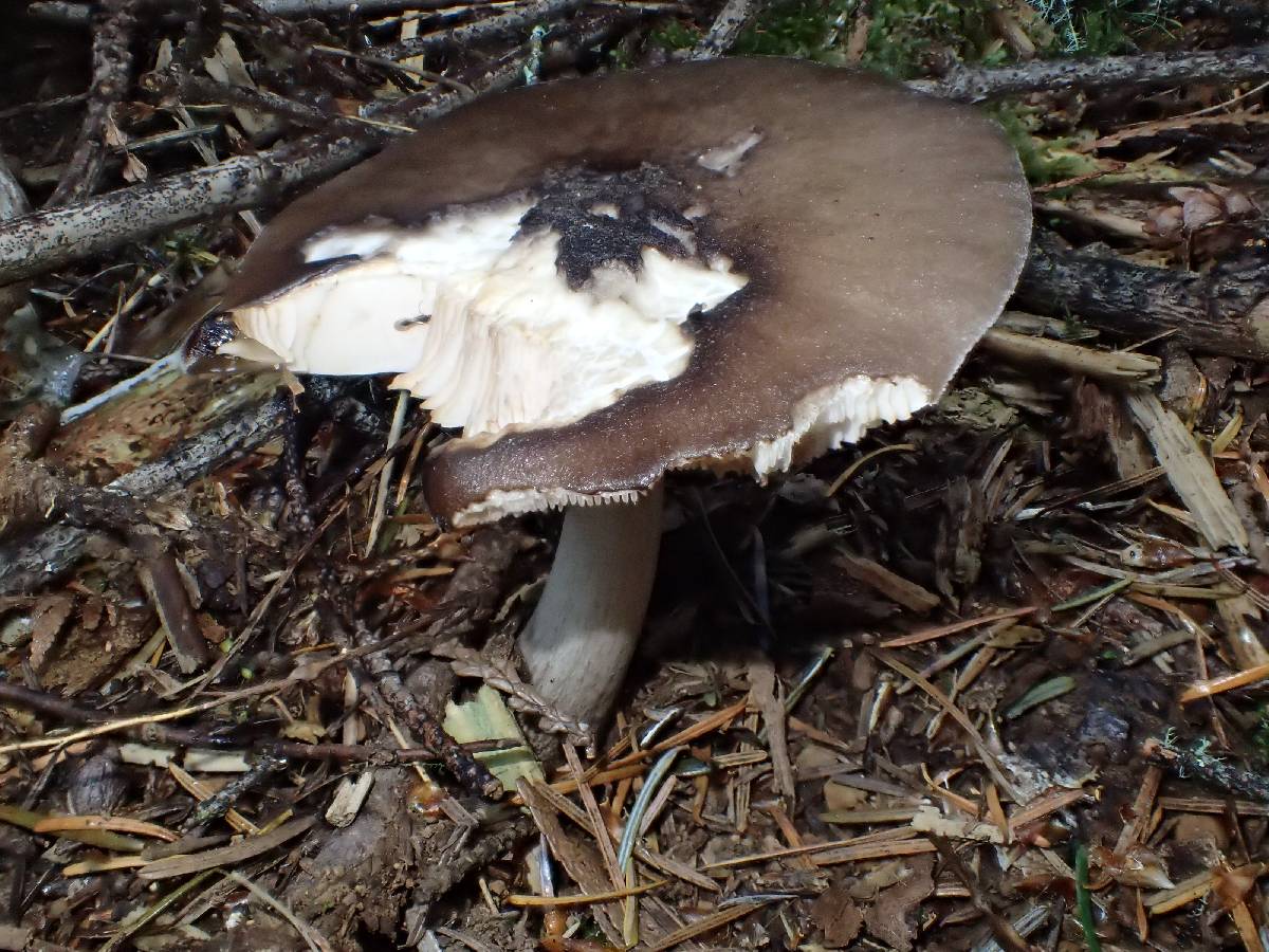 Pluteus brunneidiscus image