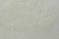 Russula basifurcata image