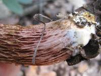Frostiella russellii image