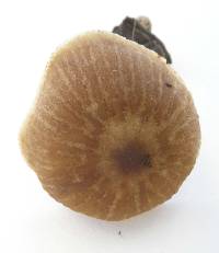 Gymnopus subpruinosus image