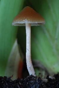 Psilocybe tasmaniana image