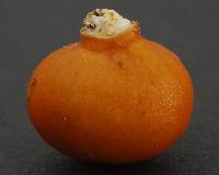 Cortinarius peraurantiacus image