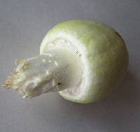 Thumbnail image of current specimen