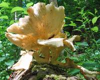Pleurotus pulmonarius image