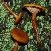 Lactarius eucalypti image