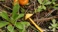 Hygrocybe psittacina var. perplexa image