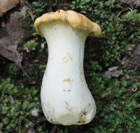 Cantharellus phasmatis image