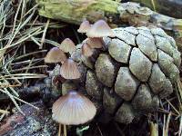 Mycena purpureofusca image