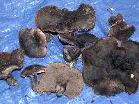 Thumbnail image of current specimen