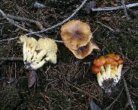 Hygrophorus boyeri image