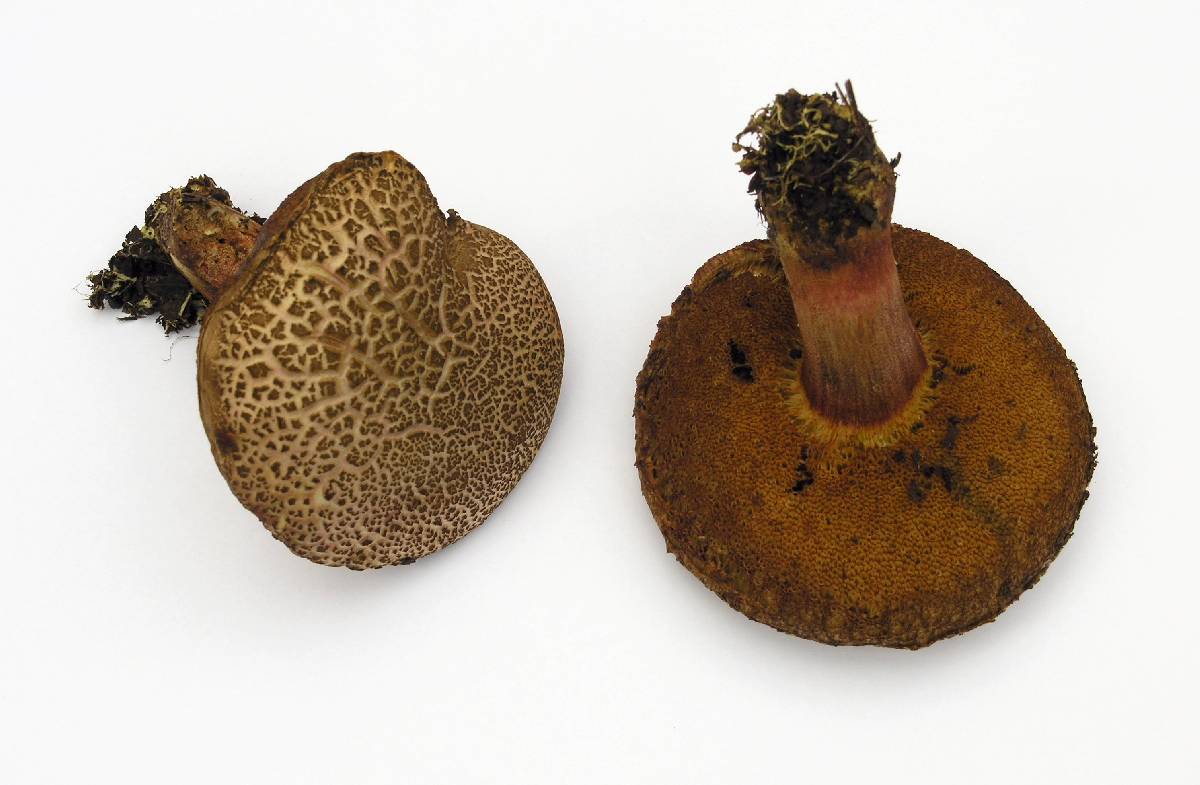 Boletus amylosporus image