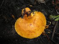 Boletinellus merulioides image