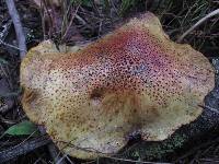 Suillus tomentosus image