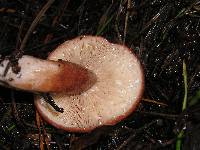 Lactarius rufus image