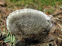 Phellodon niger image