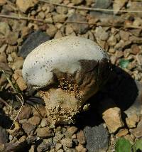 Calvatia cyathiformis image
