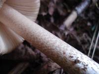 Amanita sect. Vaginatae image