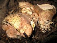 Albatrellus ovinus image