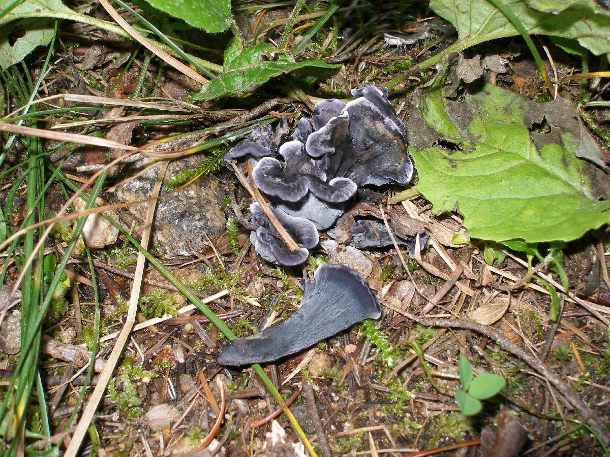 Polyozellus atrolazulinus image