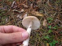 Amanita porphyria image