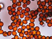 Podaxis pistillaris image