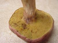 Xerocomus illudens image