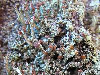 Cladonia ramulosa image