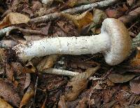 Cortinarius caperatus image