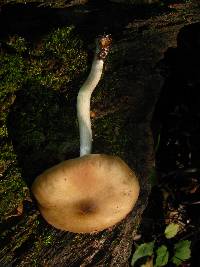 Entoloma sinuatum image