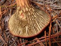 Phylloporopsis boletinoides image