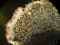 Peltigera lepidophora image